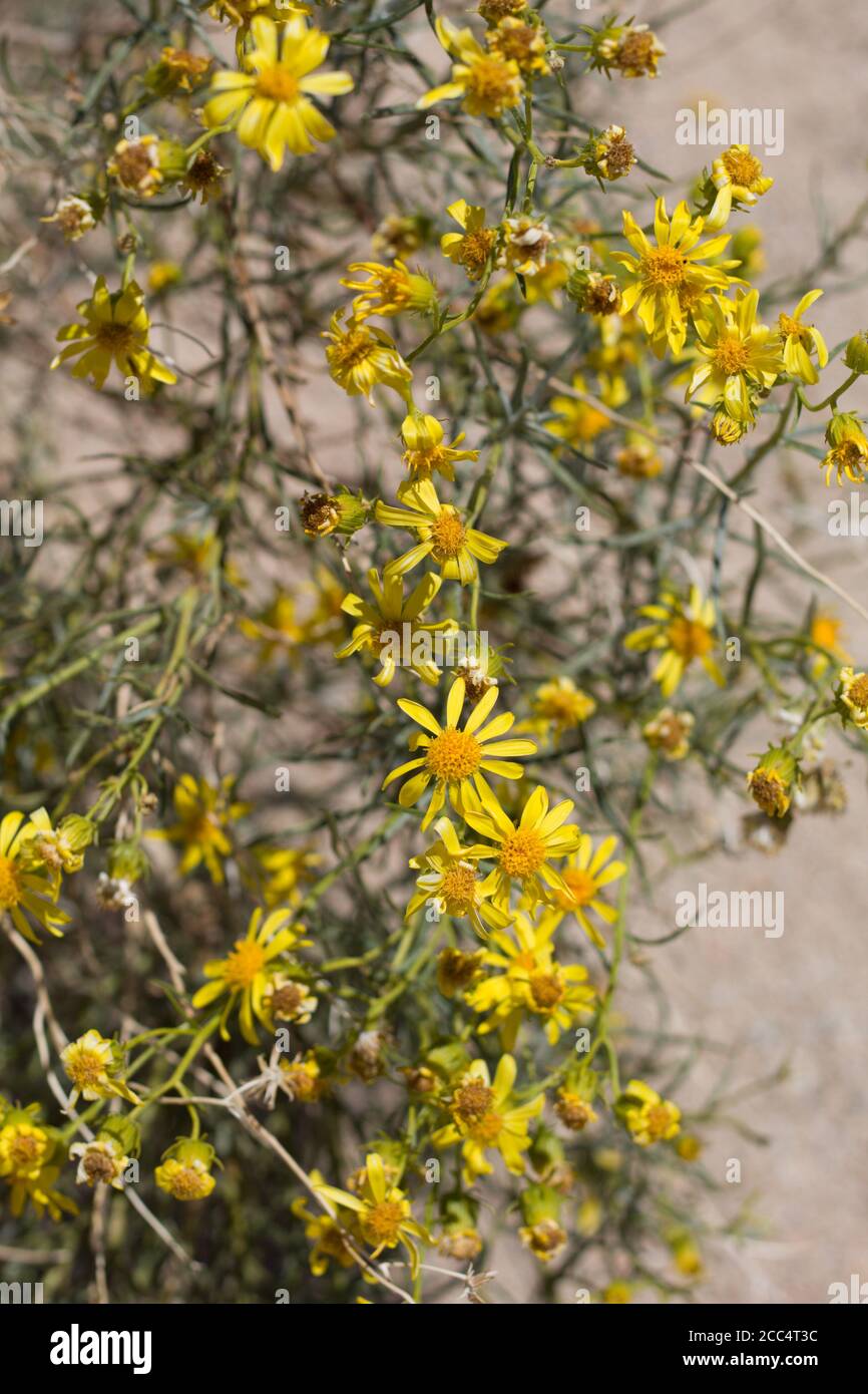 Yellow flowers, Threadleaf Ragwort, Senecio Flaccidus, Asteraceae, native perennial, Pioneertown Mountains Preserve, Southern Mojave Desert. Stock Photo