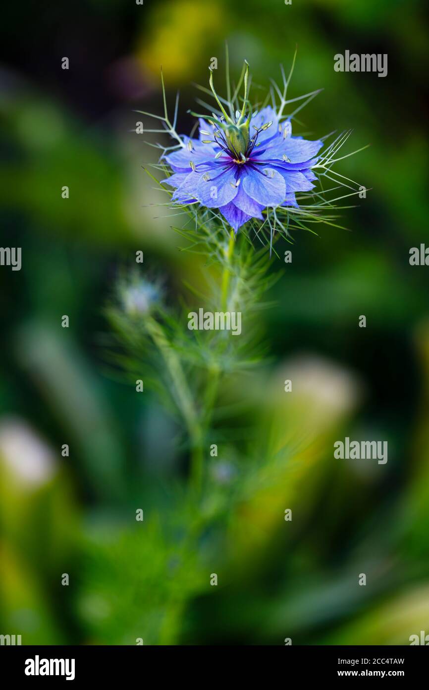 Delicate spring flowering blue Love-in-a-mist, Nigella damascena, in bloom in May in a garden in Surrey, southeast Egland Stock Photo