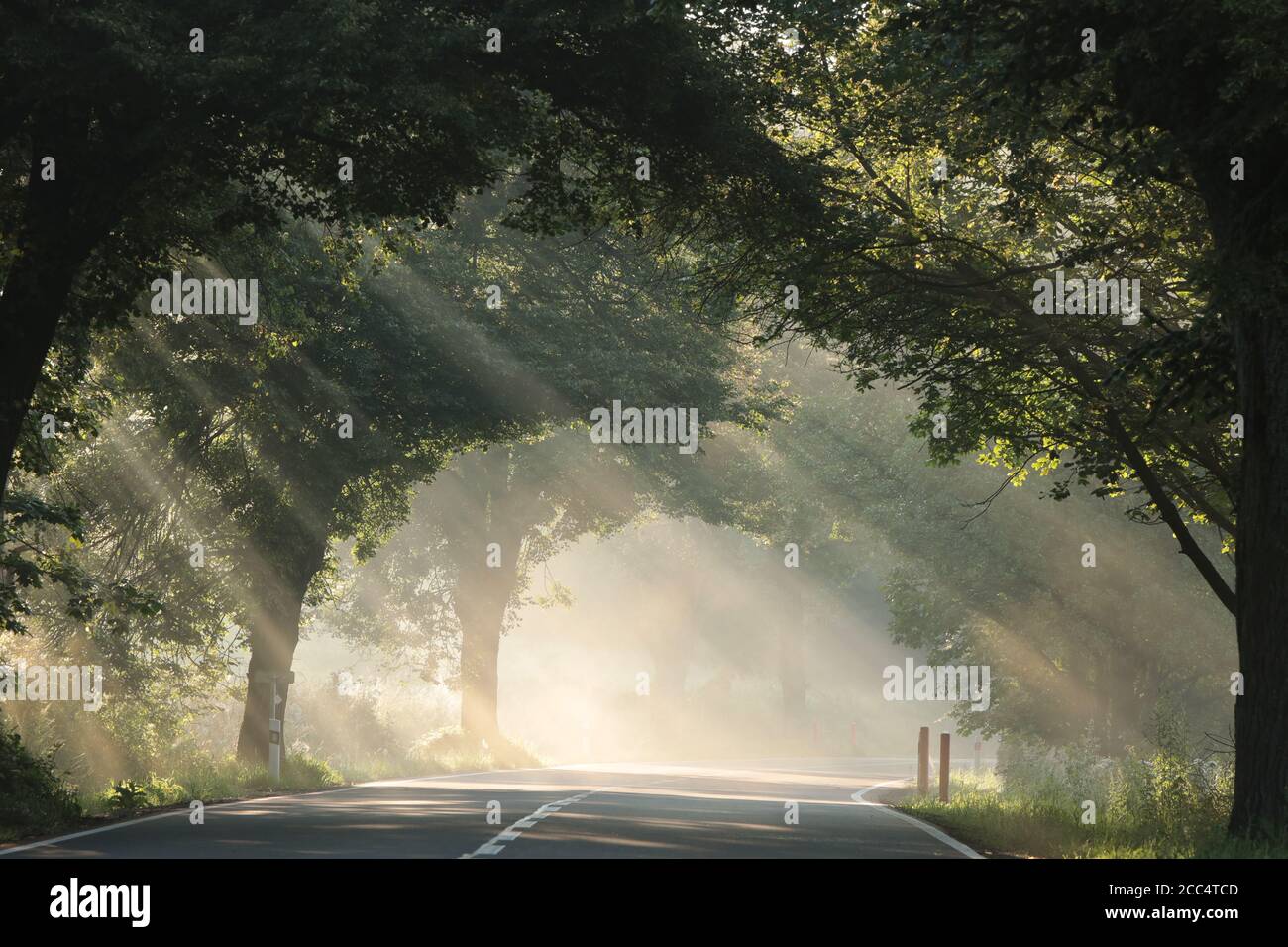 Sun rays pass through the trees along the road on a foggy morning Stock ...