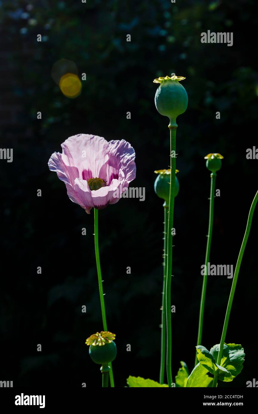 Single backlit purple opium poppy, Papaver somniferum, in flower and seed heads in a border in a garden in early summer, Surrey, south-east England Stock Photo