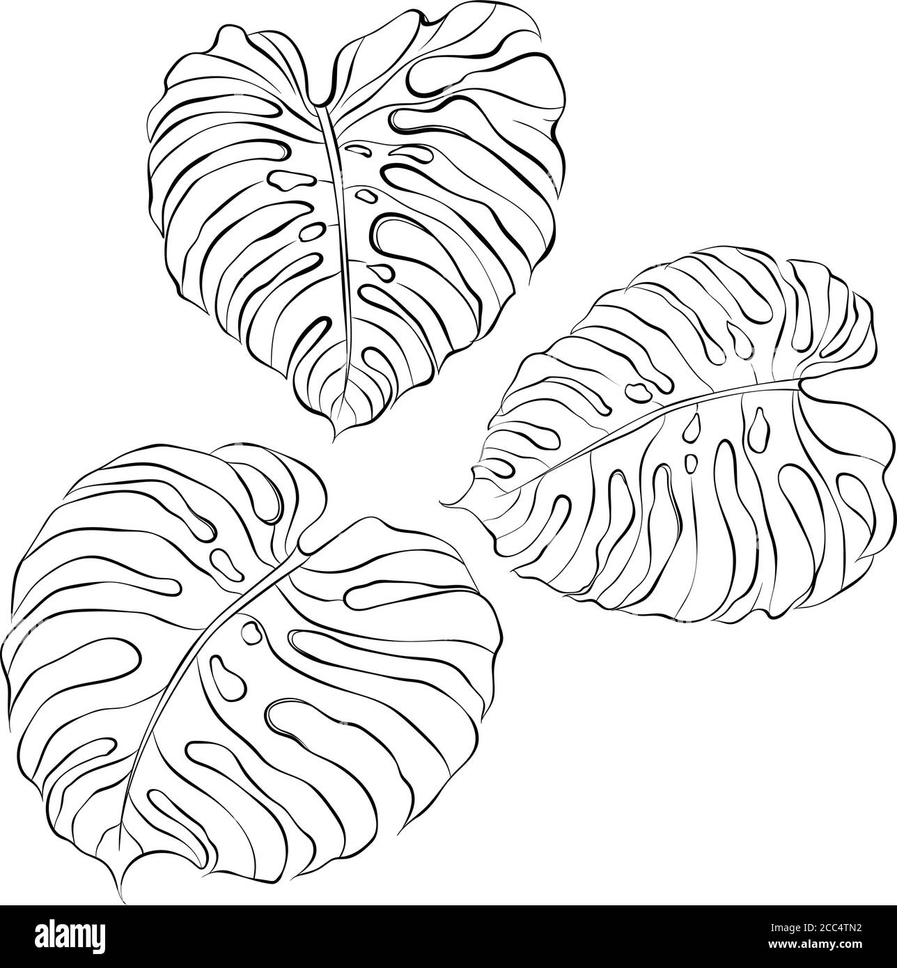 Monstera plant Black and White Stock Photos & Images - Alamy