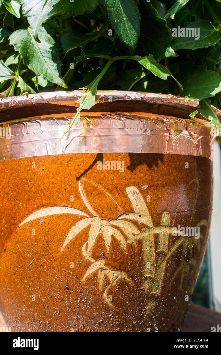 Copper foil being used on Plant Pots to ward of slugs and snails,England, UK. Stock Photo