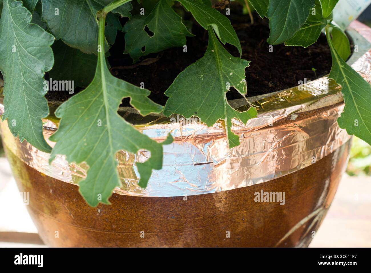 Copper foil being used on Plant Pots to ward of slugs and snails,England, UK. Stock Photo