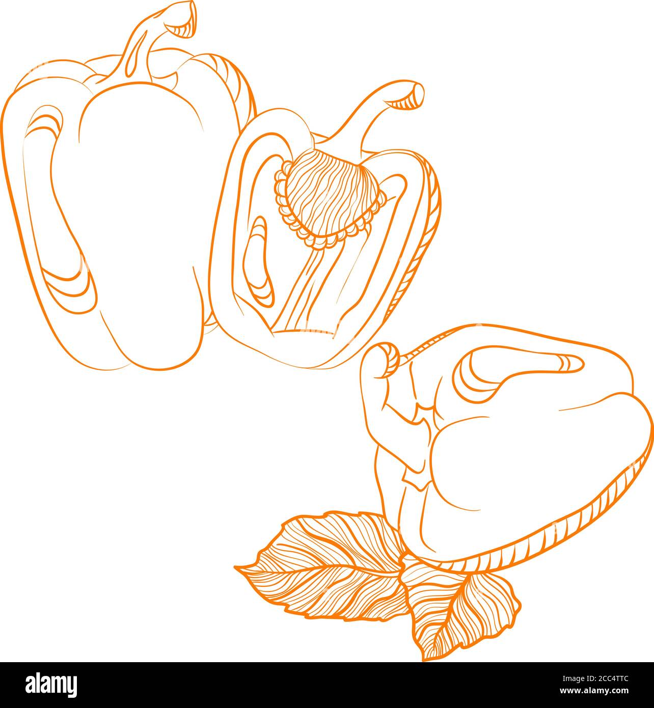 Monochrome drawing of paprika. Vector hand drawn illustration isolated on white background Stock Vector