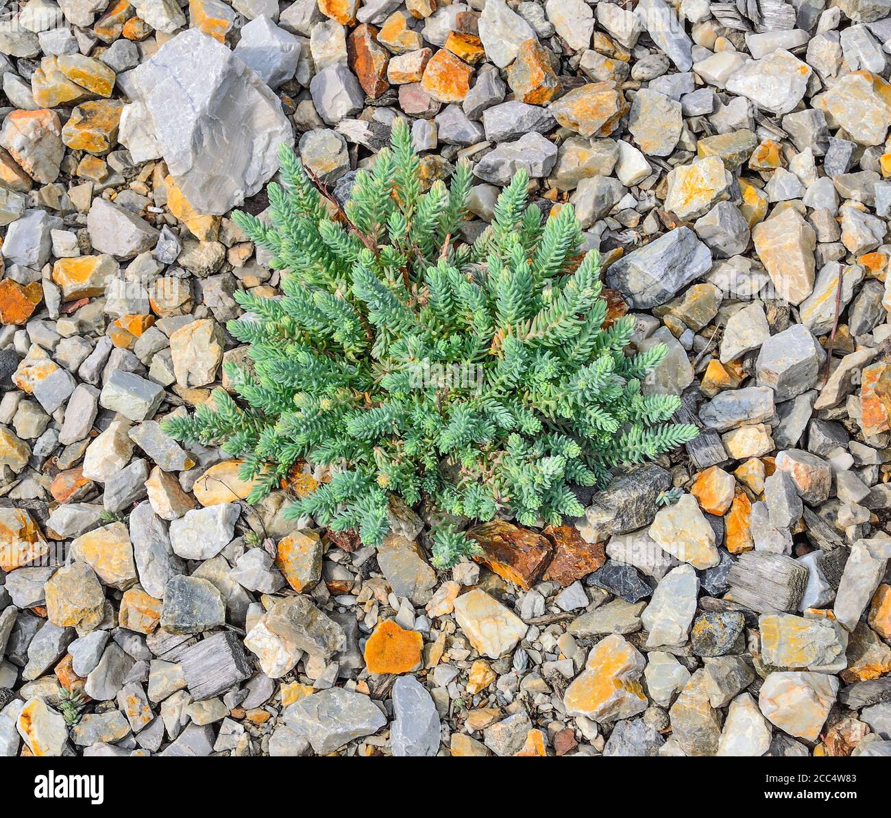 Sedum - succulent stonecrop plant (Sedum creeping or Sedum humifusum). Decorative garden groundcover plant for rockary, stone or alpine garden. Garden Stock Photo