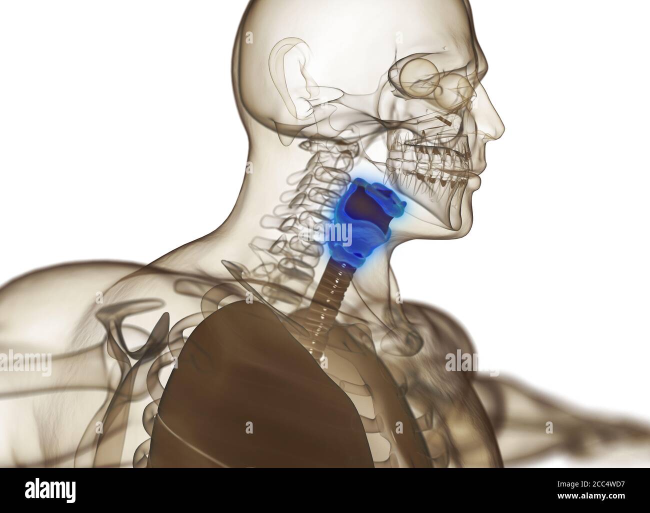 Human thyroid gland anatomy. Xray image. Glowing thyroid. 3D