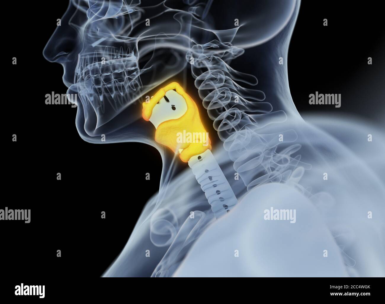 Human thyroid gland anatomy. Xray image. Glowing thyroid. 3D