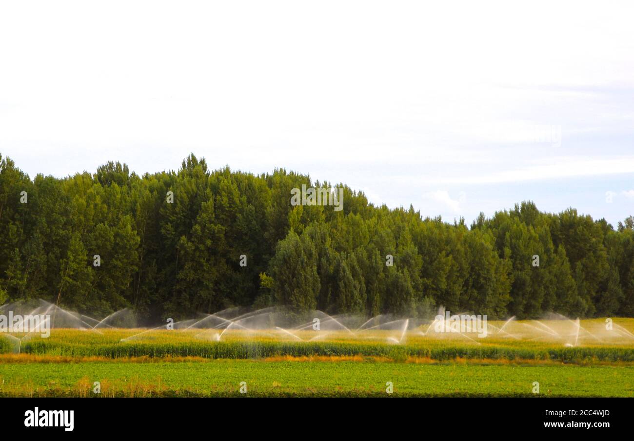 Automated sprinklers hires stock photography and images Alamy