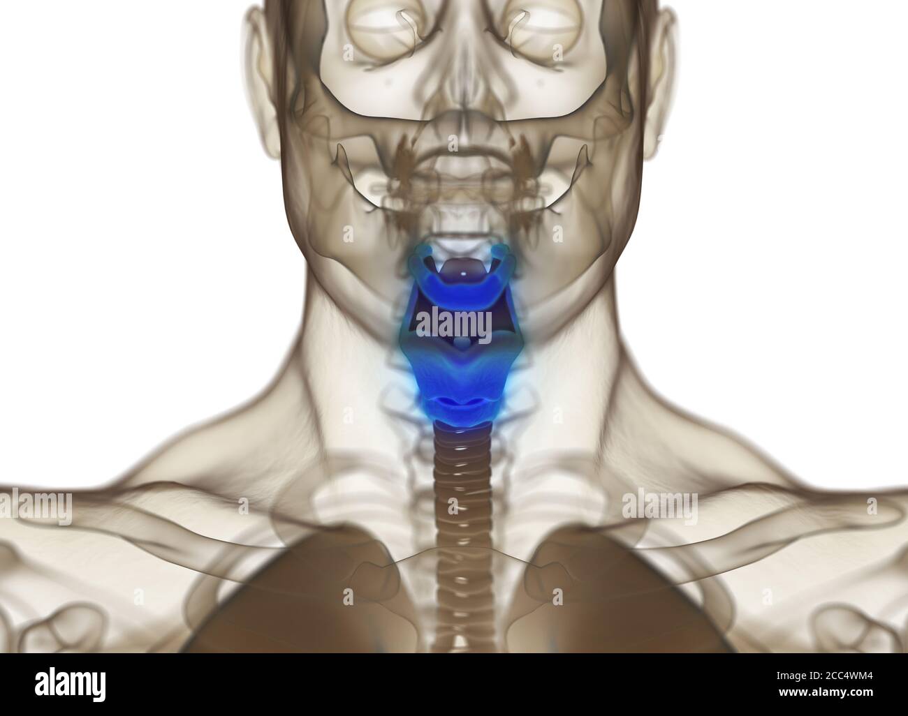 Human thyroid gland anatomy. Xray image. Glowing thyroid. 3D