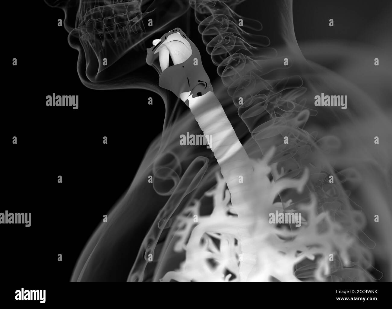 Anatomy illustration of human bronchi and trachea. 3d illustration