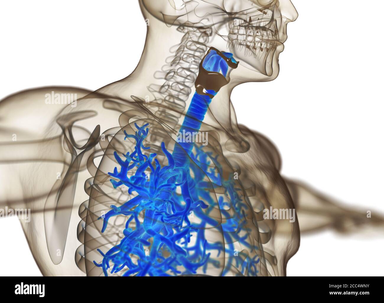 Anatomy illustration of human bronchi and trachea. 3d illustration