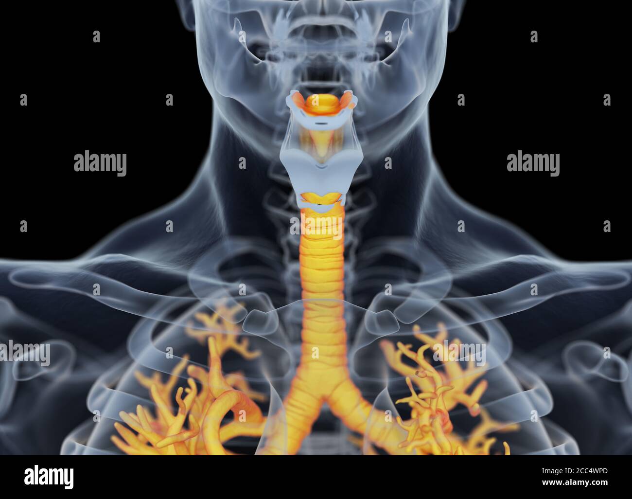 Anatomy illustration of human bronchi and trachea. 3d illustration