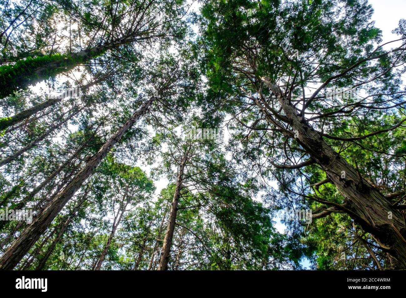Taller than trees hi-res stock photography and images - Alamy