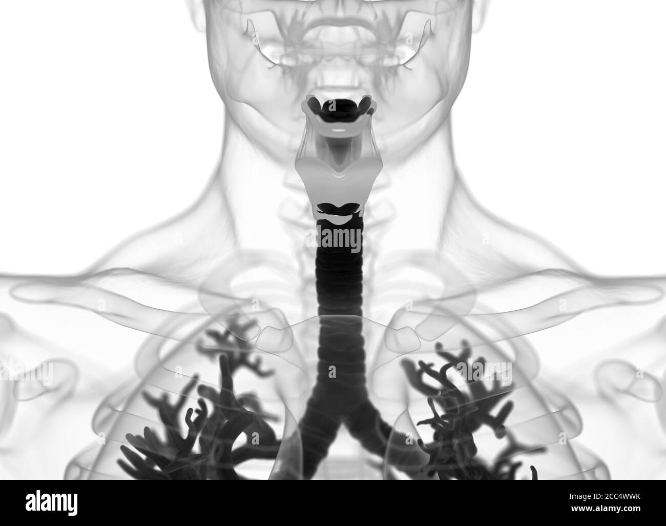 Anatomy illustration of human bronchi and trachea. 3d illustration