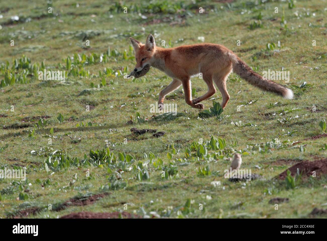 Red Fox (Vulpes vulpes), with pika sp. prey, roadside, S 308 road west of Yushu, Qinghai Province, China 23 August 2017 Stock Photo