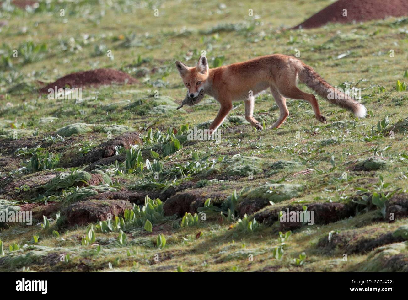 Red Fox (Vulpes vulpes), with pika sp. prey, roadside, S 308 road west of Yushu, Qinghai Province, China 23 August 2017 Stock Photo