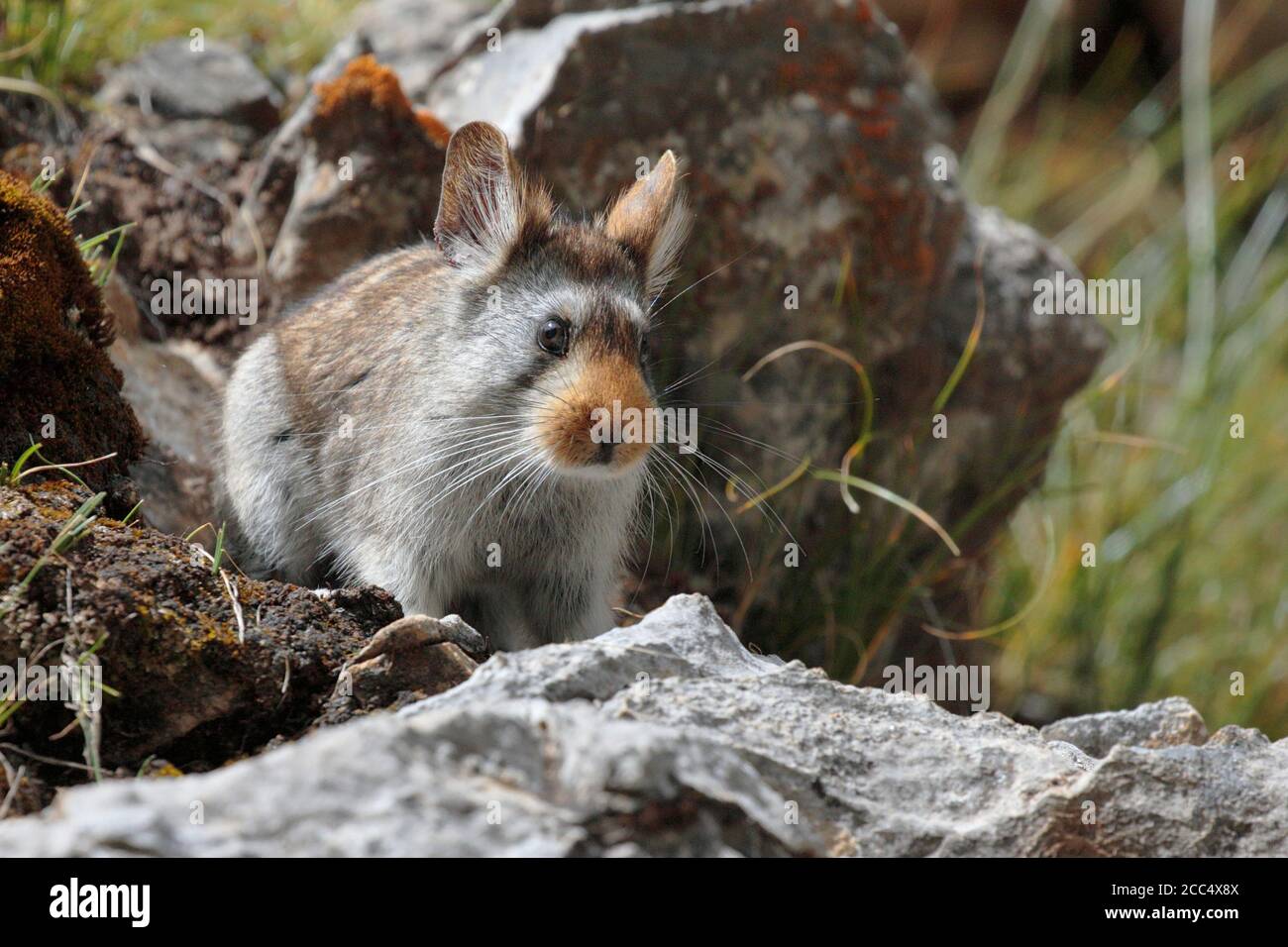 Ochotona gloveri hires stock photography and images Alamy