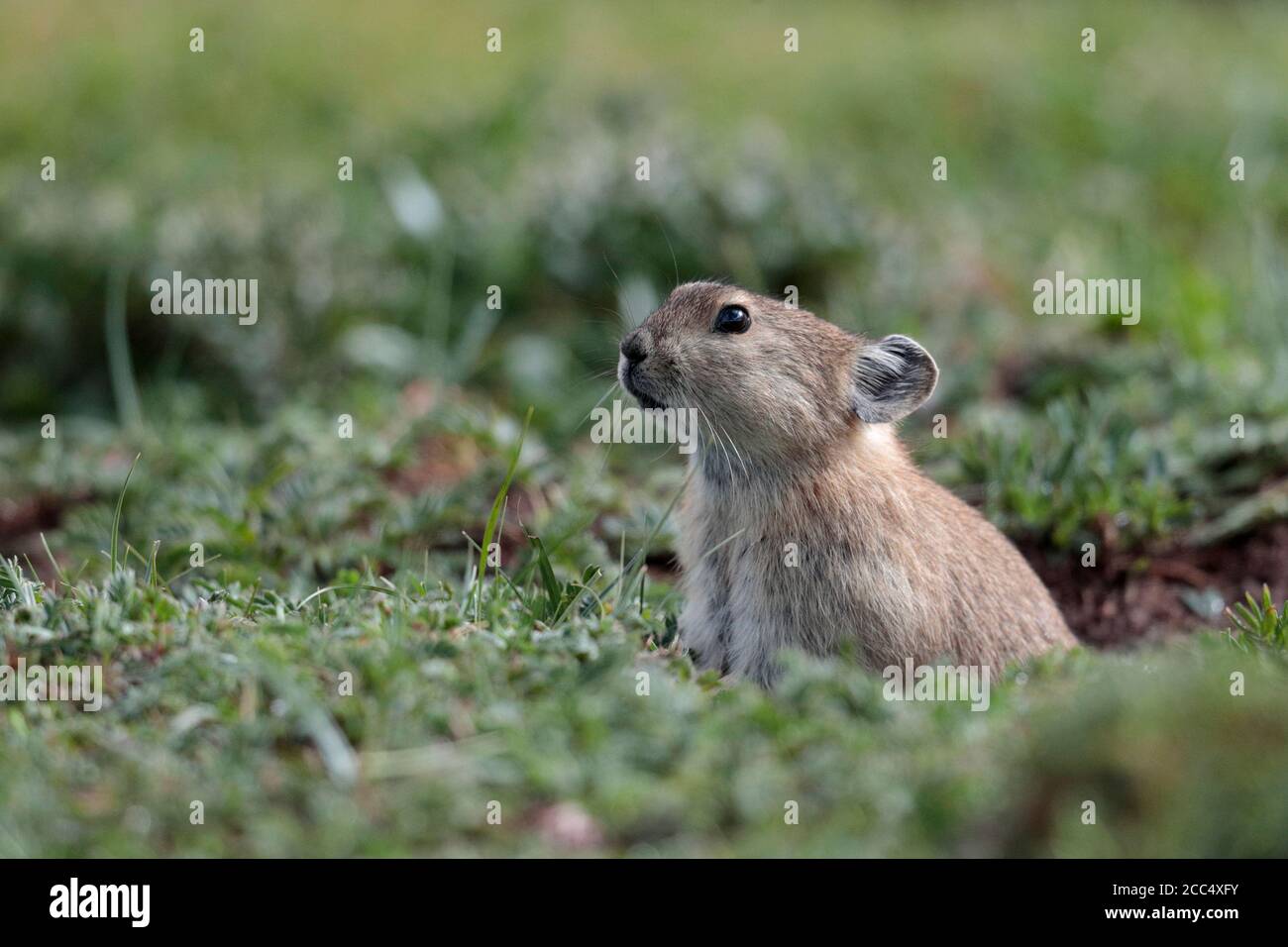 Plateau Pika (Ochotona curzoniae), nest hole near road, near Yushu, south Qinghai Province, China 23rd August 2017 Stock Photo
