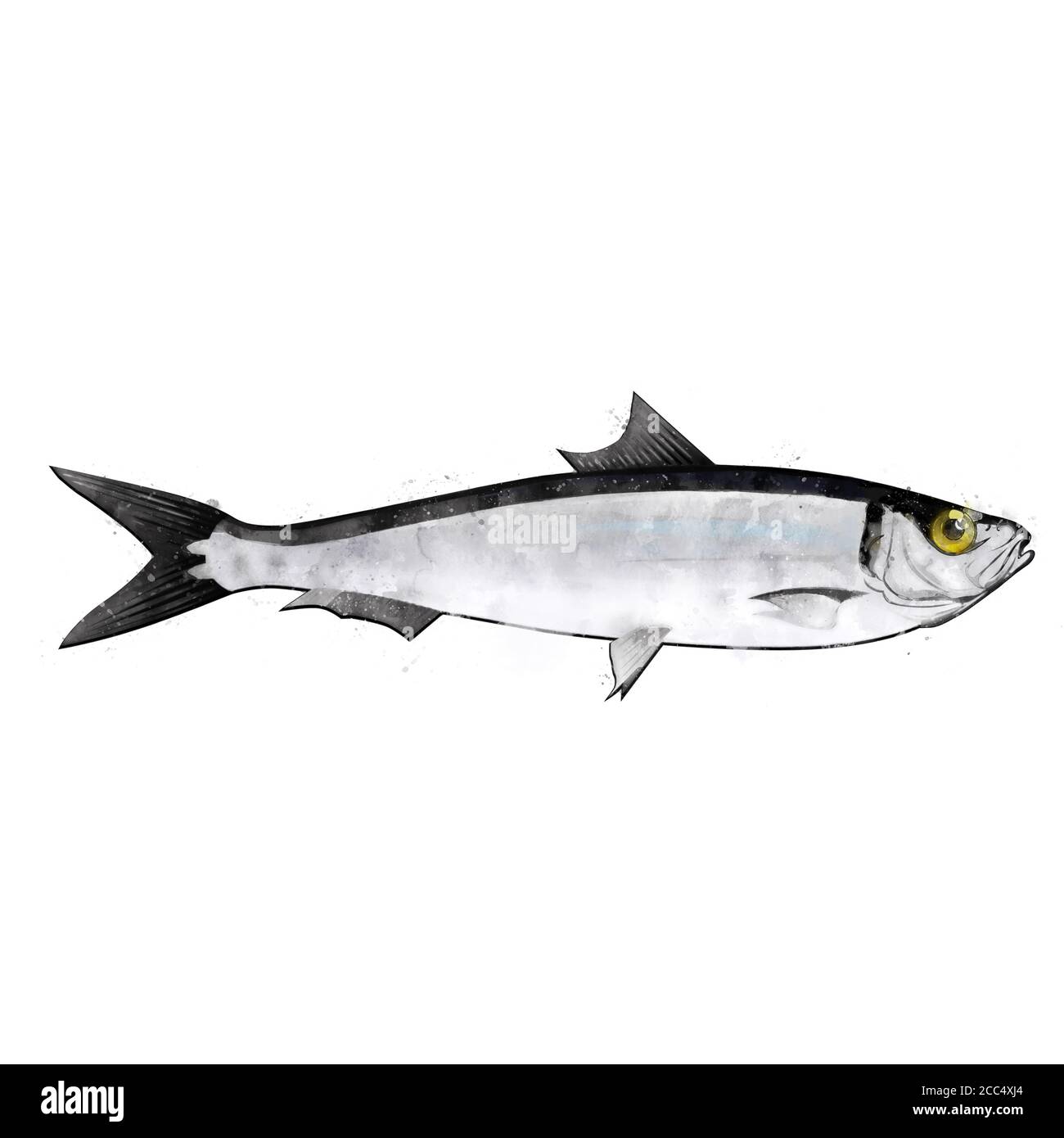 Sardine, watercolor isolated illustration of a fish Stock Photo - Alamy