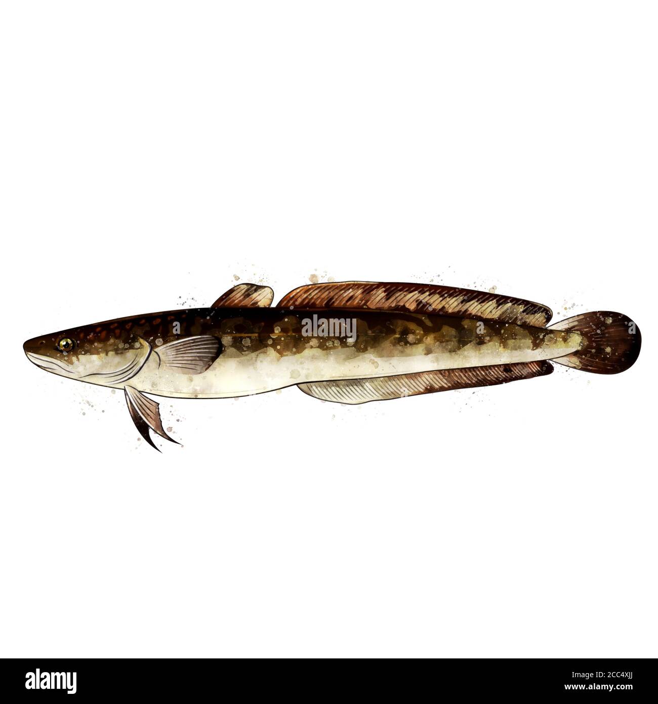 Ling fish hi-res stock photography and images - Alamy