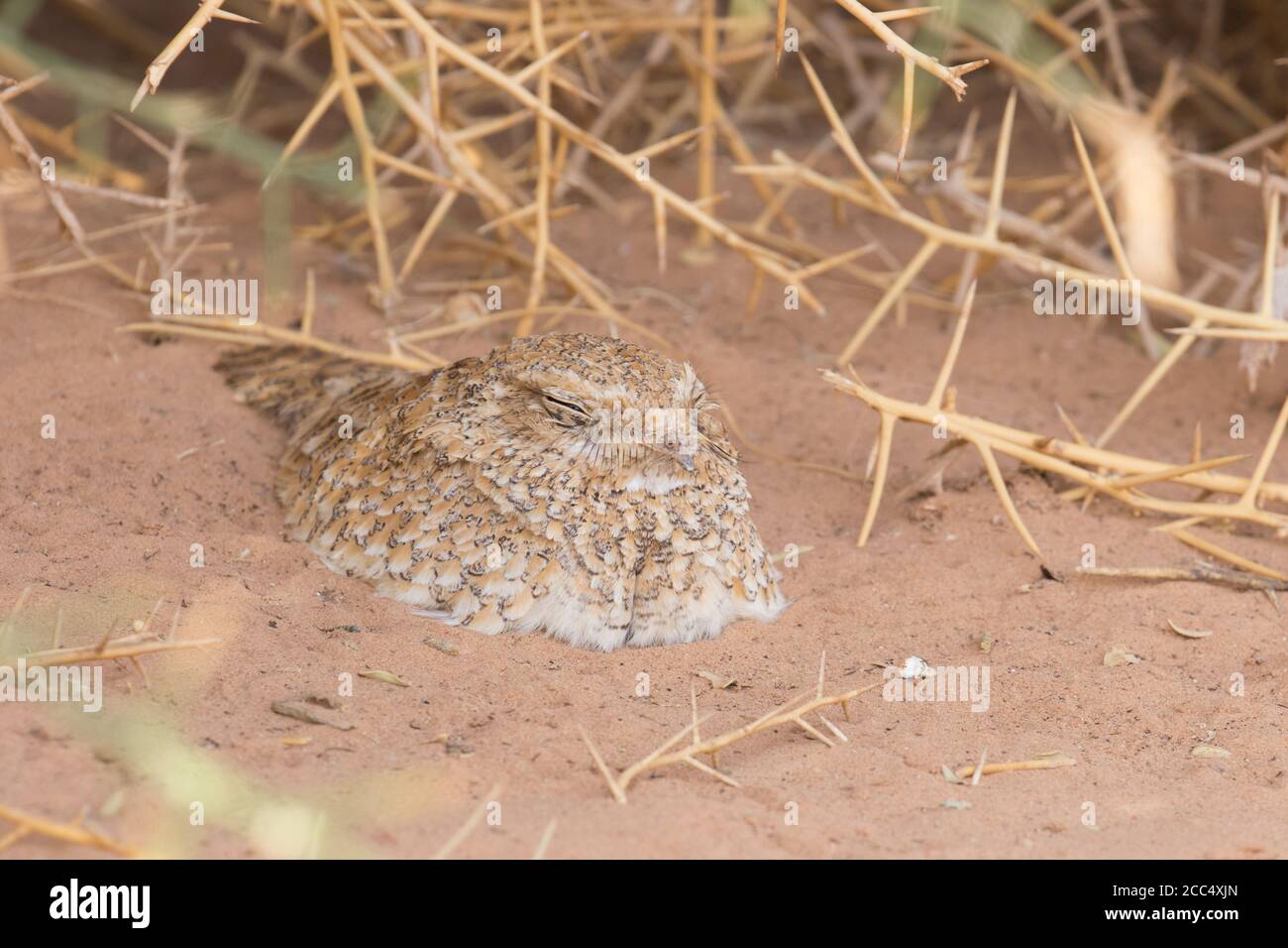 golden nightjar (Caprimulgus eximius), adult sleeping during daytime on the desert floor, Mauritania, El Beyed Stock Photo