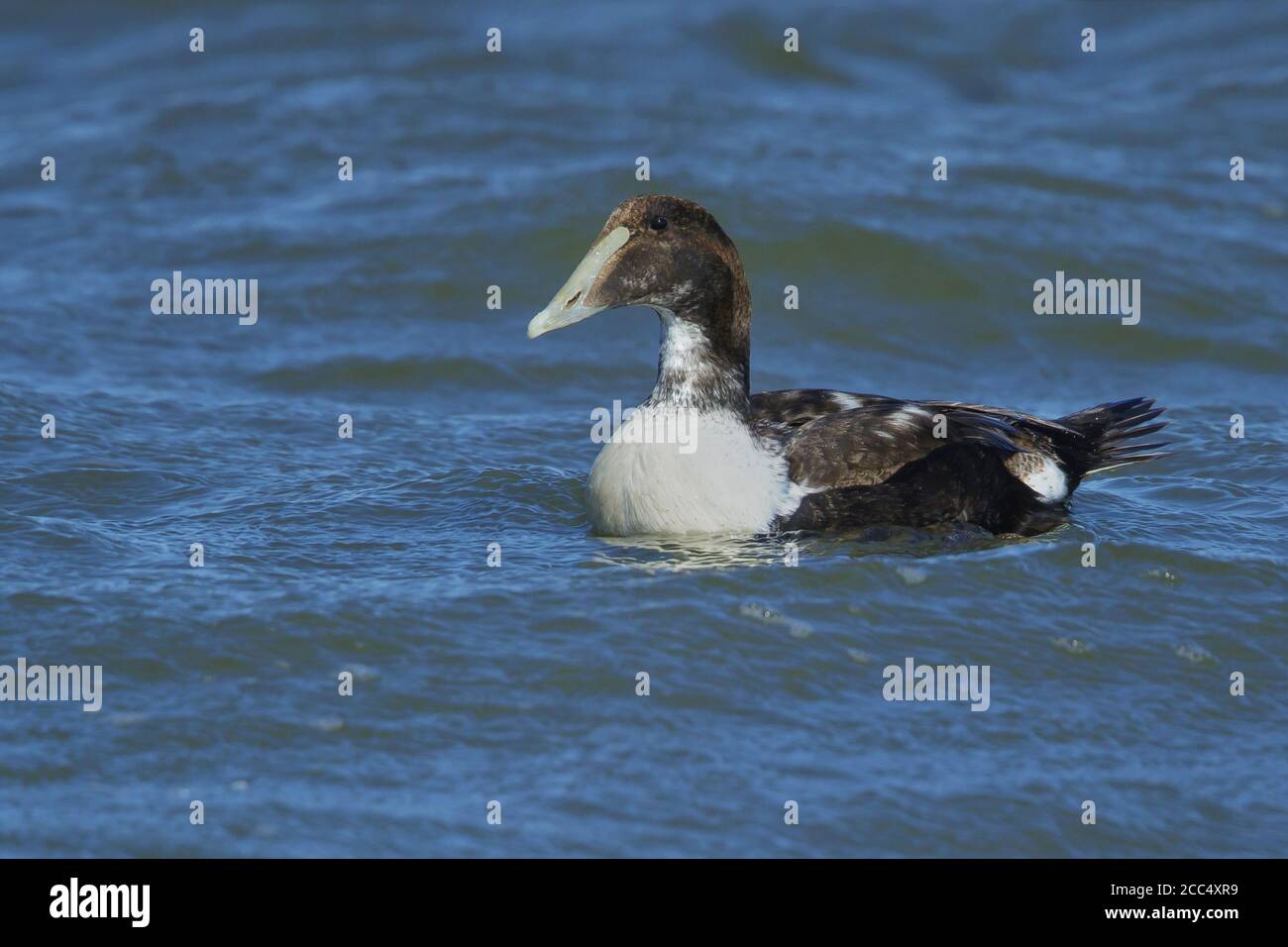 Dressers hires stock photography and images Alamy