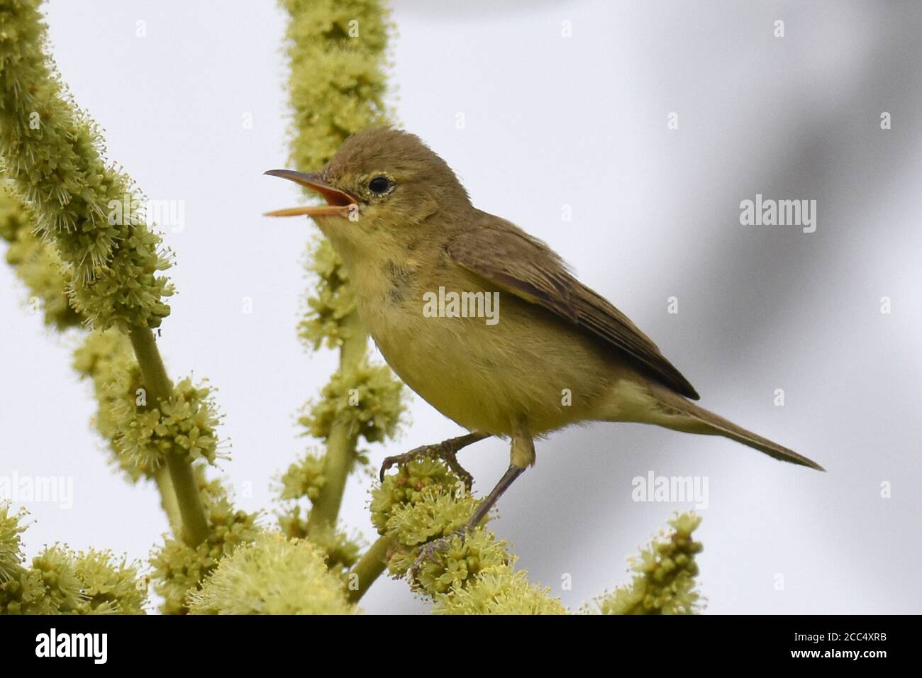 melodious warbler (Hippolais polyglotta), singing male on an inflorescence, side view, Ghana, Mole National Park Stock Photo