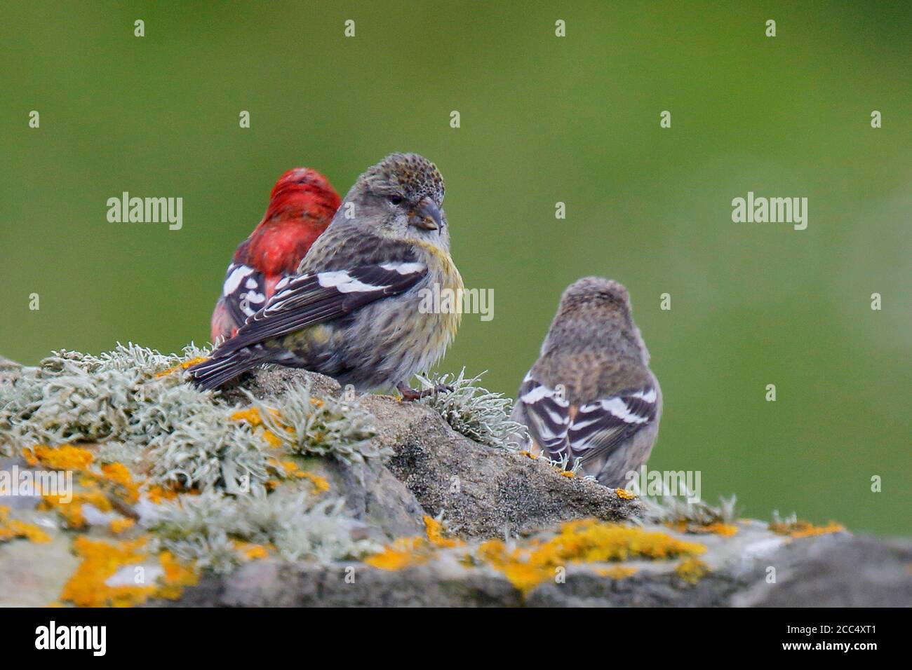 white-winged crossbill, Two-barred Crossbill (Loxia leucoptera), two females and one male perching on a rock during summer invasion, United Kingdom, Stock Photo