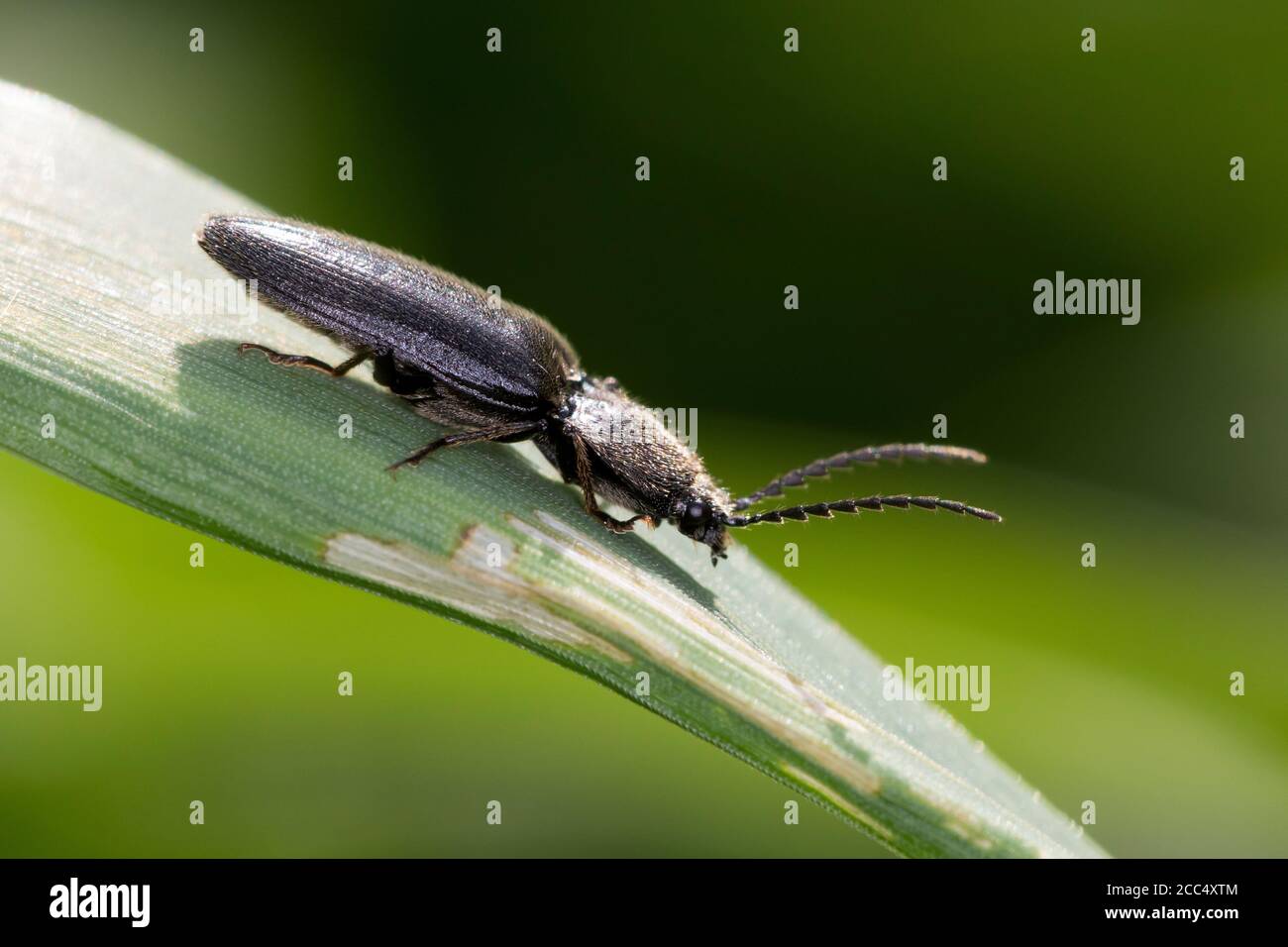 click beetle (Hemicrepidius spec.), sits on a leaf, Germany Stock Photo
