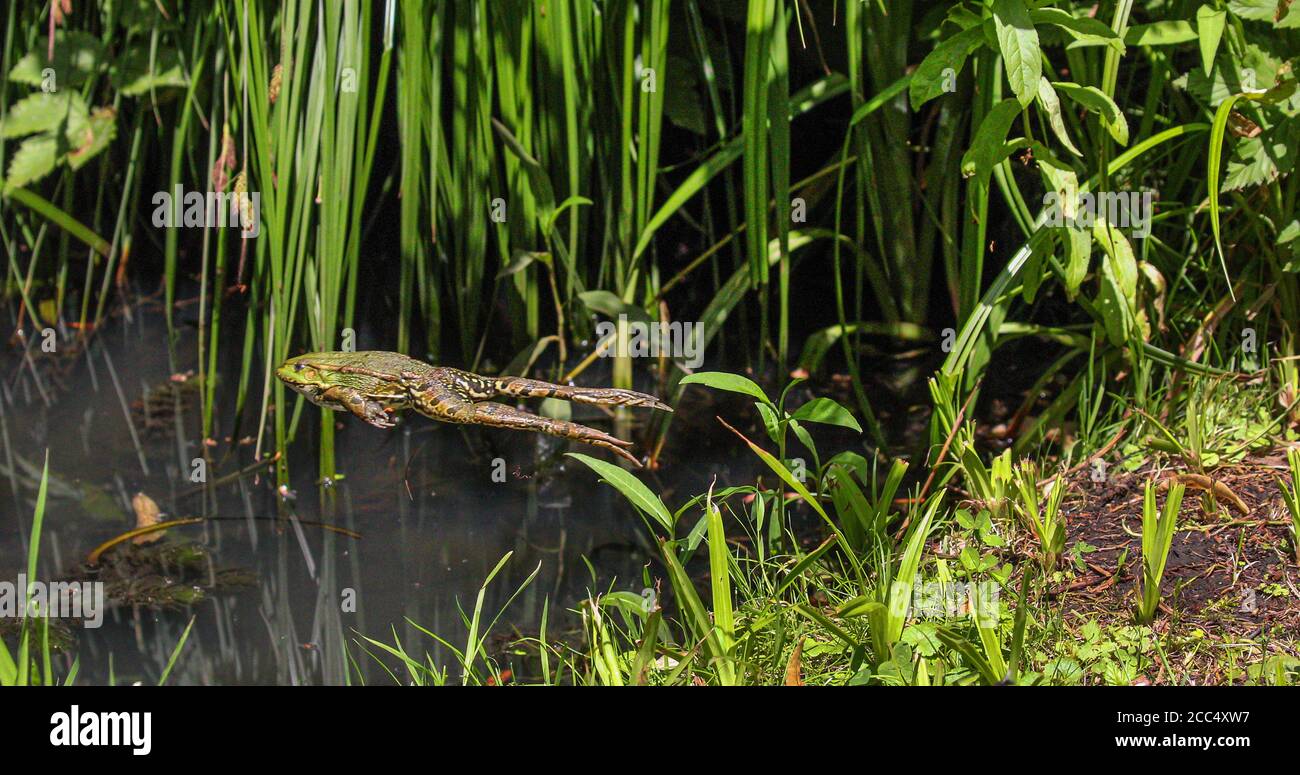 marsh frog, lake frog (Rana ridibunda, Pelophylax ridibundus), jumps from shore into water, Germany, Bavaria Stock Photo