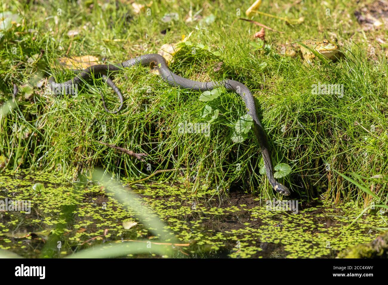 grass snake (Natrix natrix), gliding from the shore into water, Germany, Bavaria, Isental Stock Photo