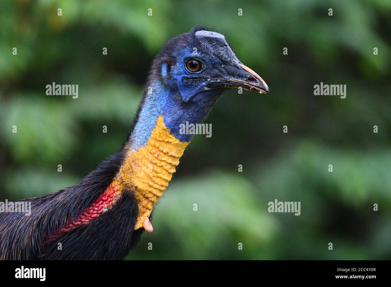 One-wattled cassowary, Northern Cassowary, Single-wattled Cassowary, Golden-necked Cassowary (Casuarius unappendiculatus), portrait, side view, Stock Photo