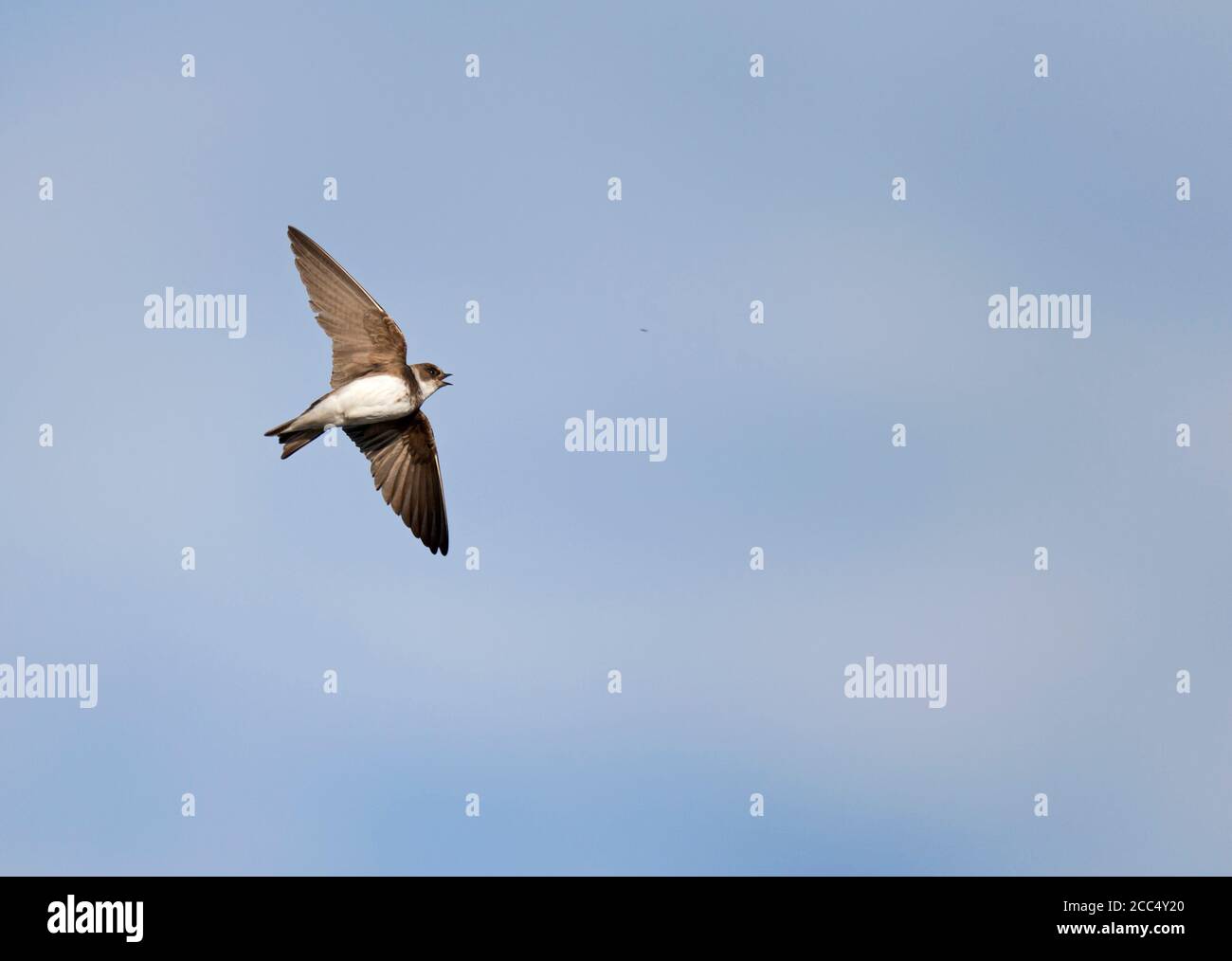 sand martin (Riparia riparia), flying against blue sky, catching food in mid air, Netherlands, Limburg Stock Photo