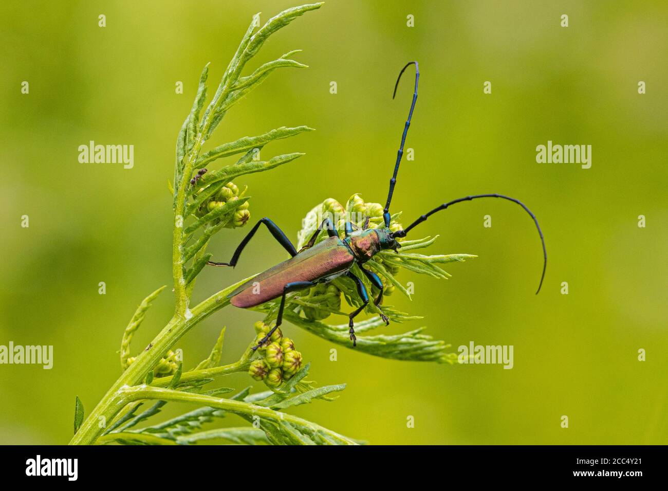 musk beetle (Aromia moschata), male on a plant, Germany, Bavaria Stock Photo