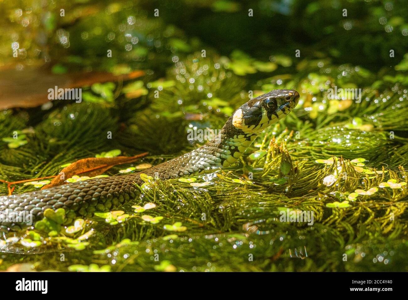 grass snake (Natrix natrix), portrait in habitat, Germany, Bavaria, Isental Stock Photo