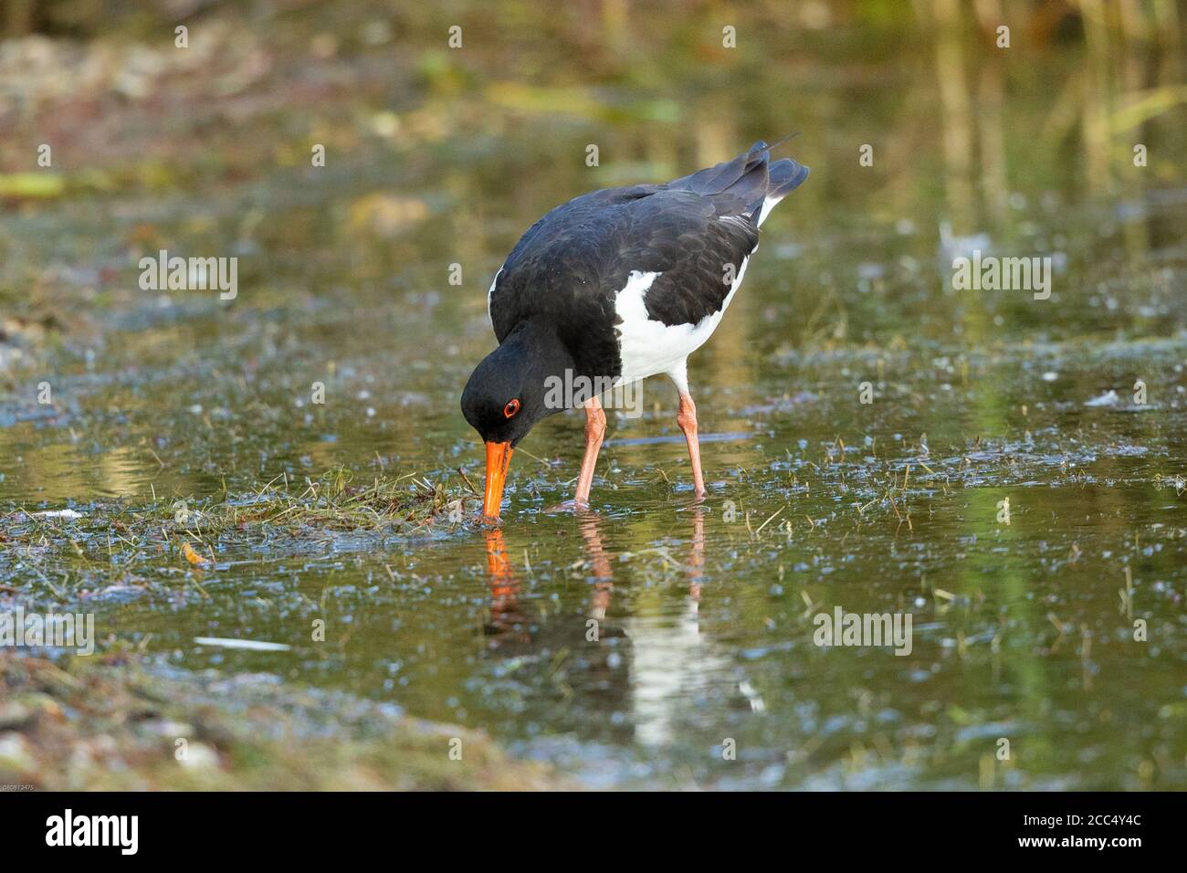 palaearctic oystercatcher (Haematopus ostralegus), foraging in shallow water, Germany, Bavaria, Lake Chiemsee Stock Photo