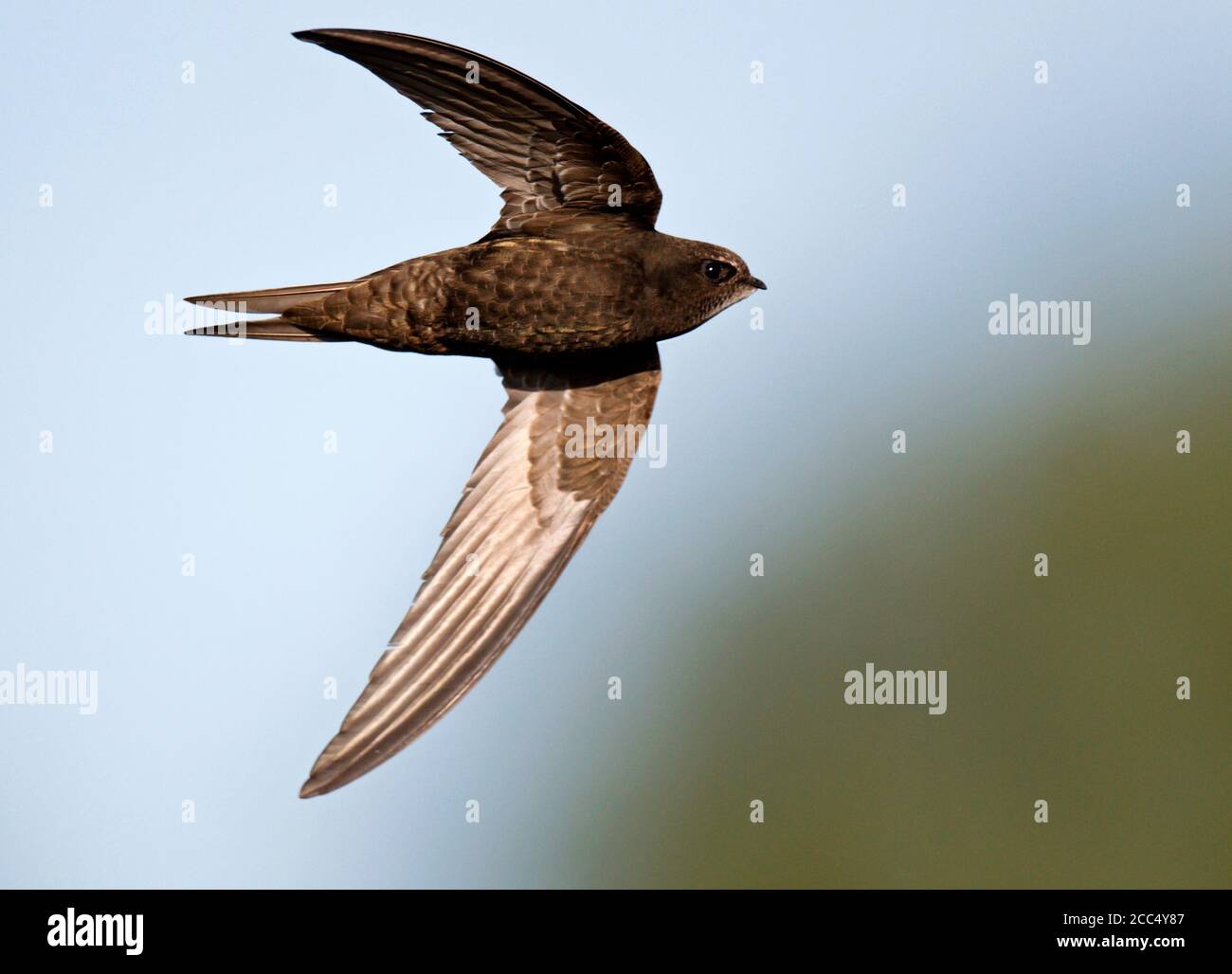 Eurasian swift (Apus apus), in flight, Netherlands, Graetheide Stock ...