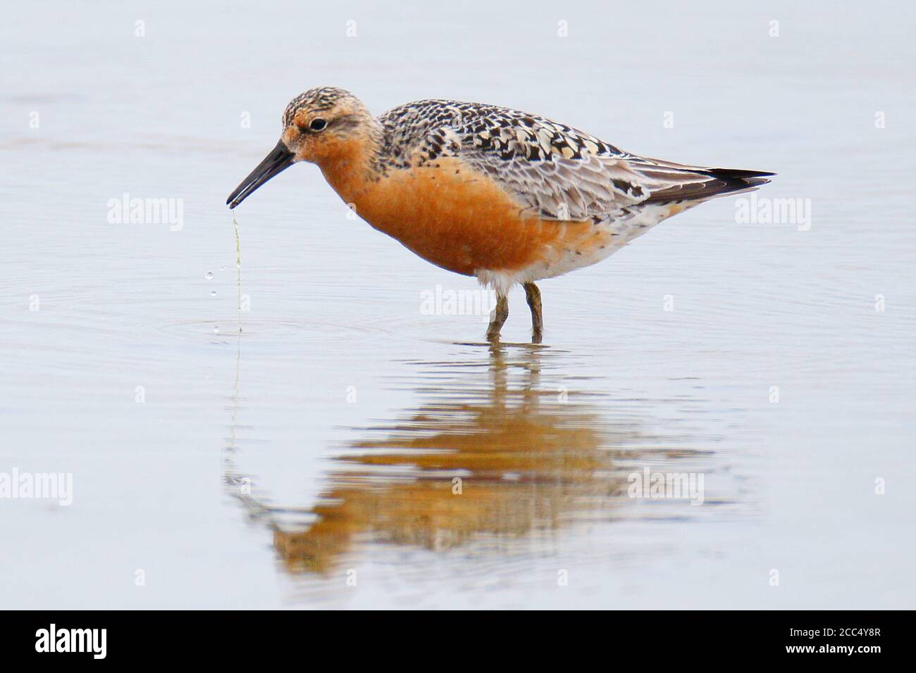 red knot (Calidris canutus), Summer plumaged during summer, possibly of the subspecies islandica, United Kingdom, Scotland, Shetland Islands Stock Photo