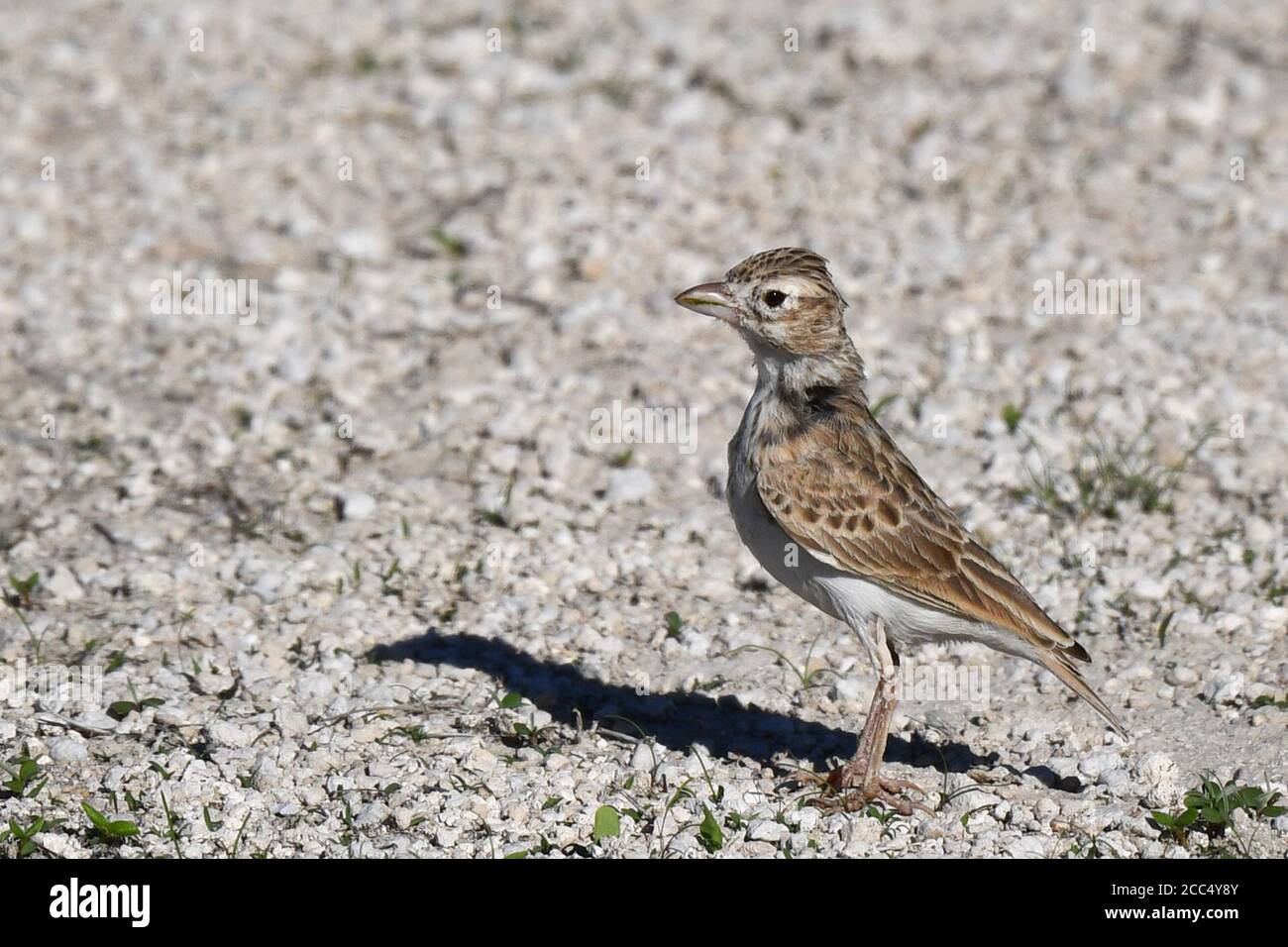 Stark's Lark, Stark's Short-toed Lark (Spizocorys starki), standing in an arid desert, Namibia Stock Photo