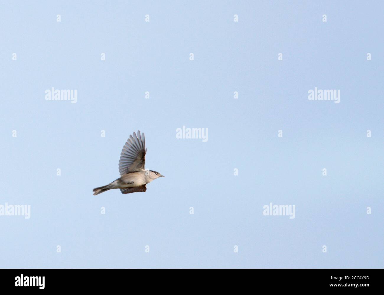 blackcap (Sylvia atricapilla), Male in flight, Netherlands Stock Photo