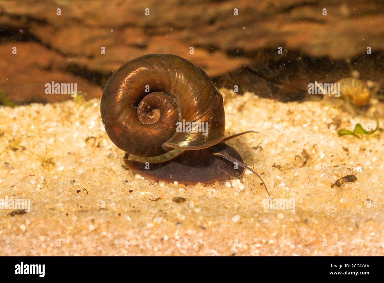 horncolored ram's horn, great ramshorn, trumpet shell (Planorbarius