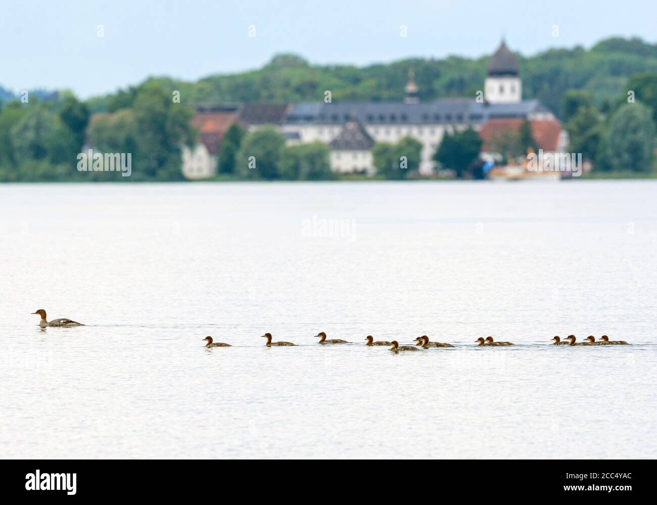 goosander (Mergus merganser), female swims with thirteen chicks in front of the monastery of Frauenchiemsee, Germany, Bavaria, Lake Chiemsee Stock Photo