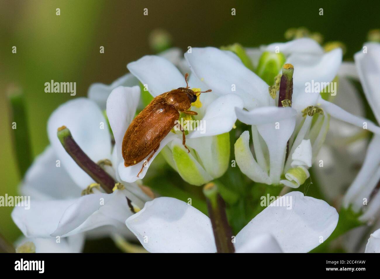 fruitworm beetles (Byturus ochraceus, Byturus fumatus, Byturus aestivus), on  garlic mustard, Alliaria petiolata, Germany Stock Photo