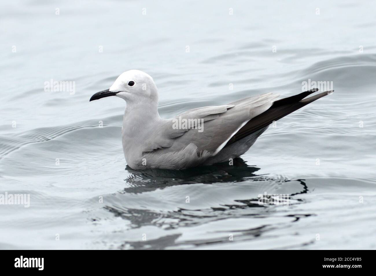 South pacific ocean animals hi-res stock photography and images - Alamy