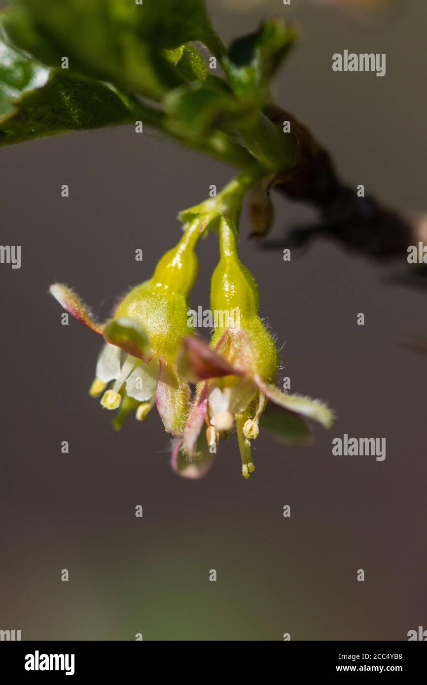 wild gooseberry, European gooseberry (Ribes uva-crispa), flowers, Netherlands, Frisia Stock Photo