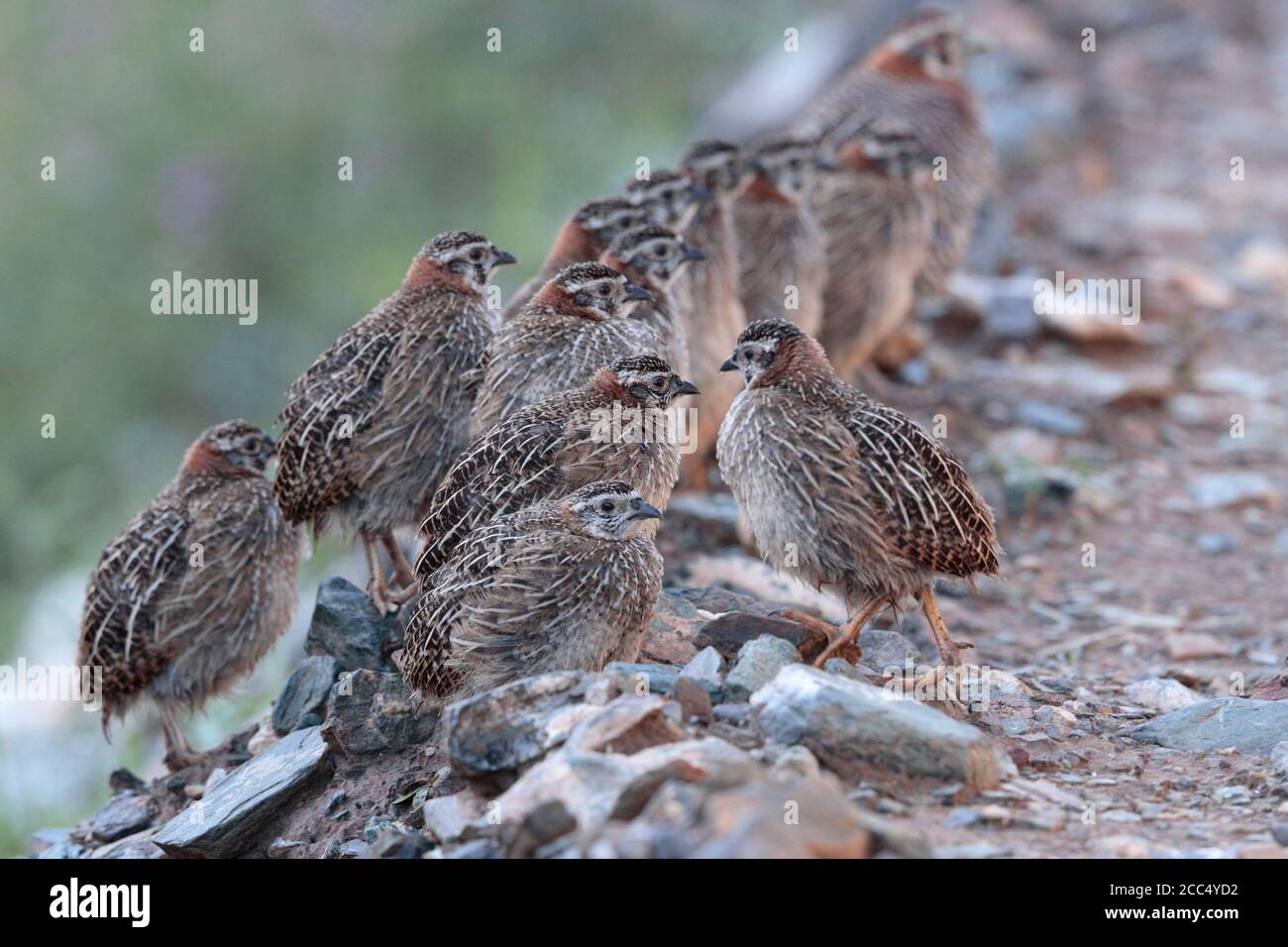 Tibetan Partridges (Perdix hodgsoniae), near Yushu, south Qinghai Province, China 24th August 2017 Stock Photo