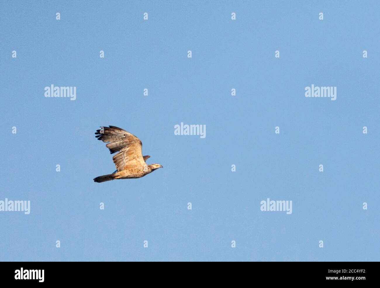 Oriental honey buzzard (Pernis ptilorhynchus), migrating, probably second-year female, China, Hebei Stock Photo