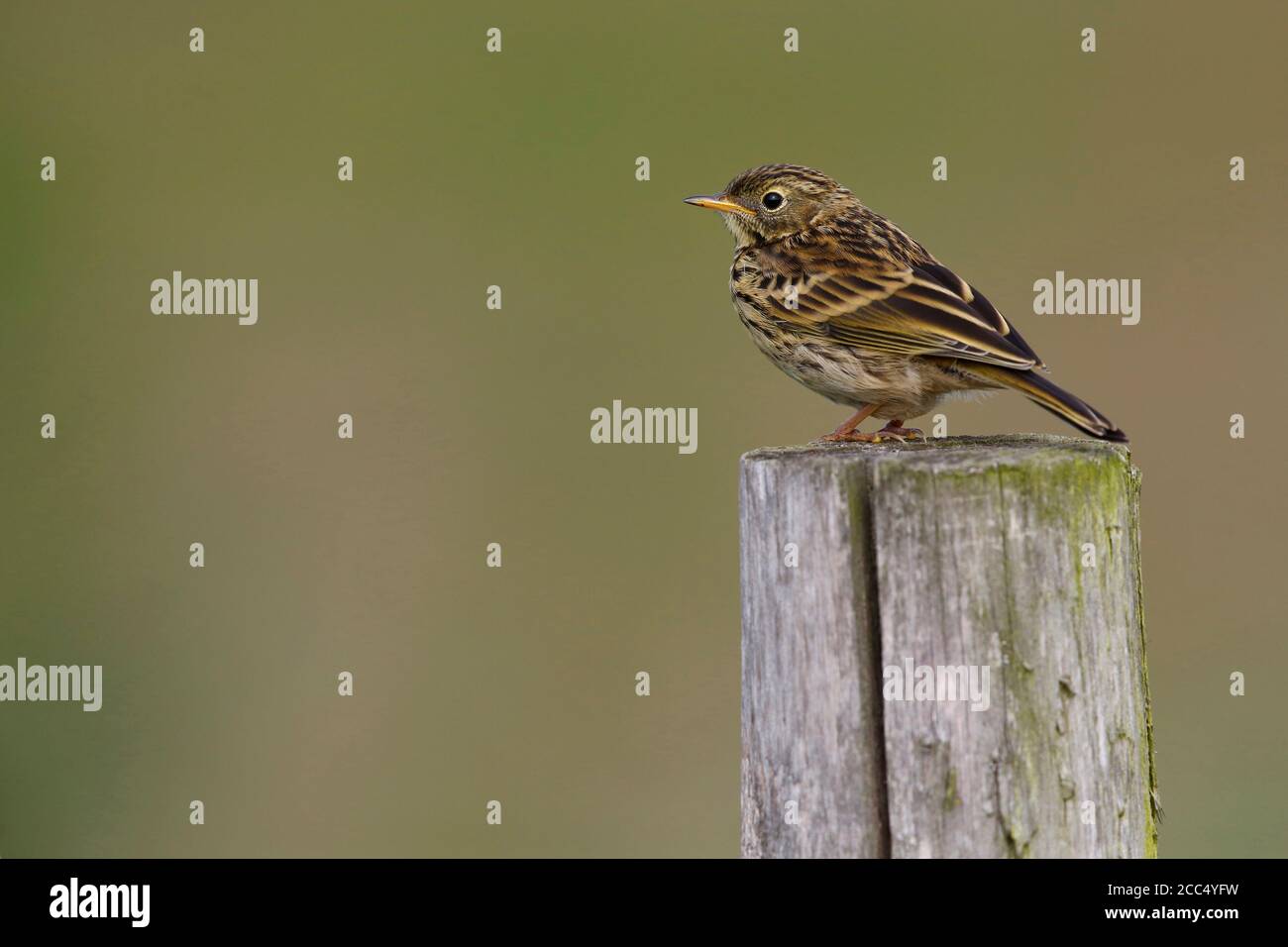 Meadow Pipit (Anthus pratensis), Juvenile standing on a wooden pole, Netherlands, Hoogland Stock Photo