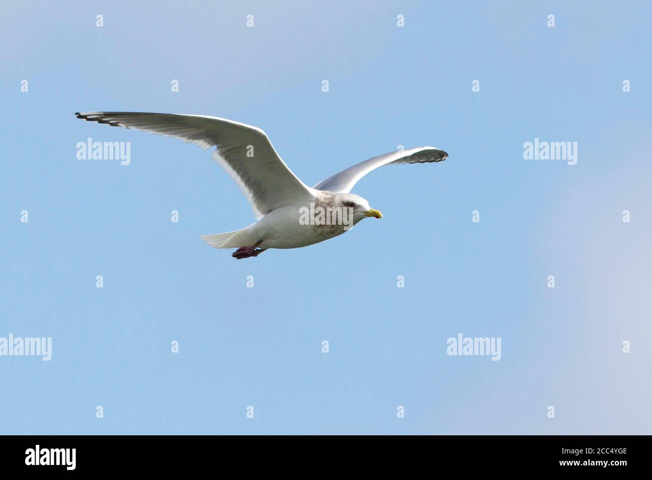 Thayer's gull (Larus thayeri), Vagrant adult in flight, showing under wing pattern, Spain Stock Photo