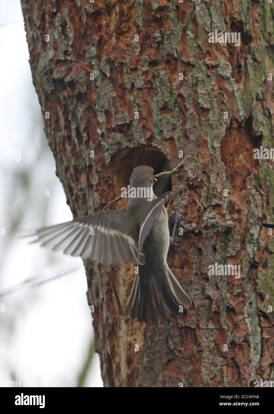 pied flycatcher (Ficedula hypoleuca), Female at her nest in a tree, Denmark Stock Photo